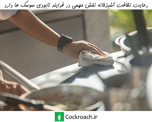 رعایت نظافت آشپزخانه نقش مهمی در فرآیند نابودی‌ سوسک‌ ها دارد